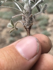 Lupinus breweri grandiflorus