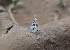 Euphilotes heracleoides