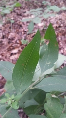 Aureolaria grandiflora