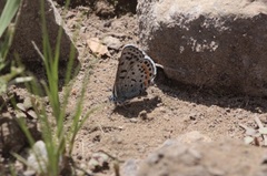 Euphilotes heracleoides
