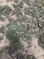 Lupinus breweri grandiflorus