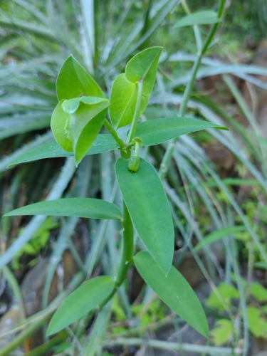 Euphorbia heterodoxa, photograph 1