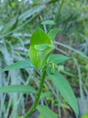 Euphorbia heterodoxa, photograph Lucas Kaminski, CC BY, iNaturalist via GBIF