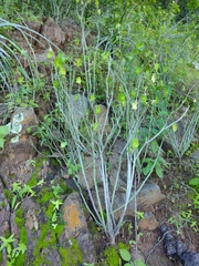 Euphorbia heterodoxa, photograph Lucas Kaminski, CC BY, iNaturalist via GBIF