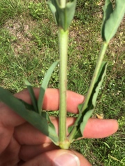 Mirabilis austrotexana