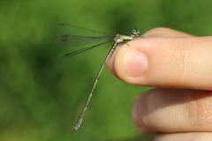Chalcolestes viridis