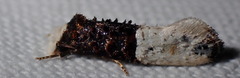 Trichophaga tapetzella