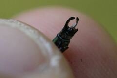 Chalcolestes viridis