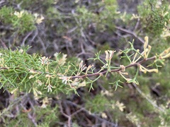 Hakea trifurcata