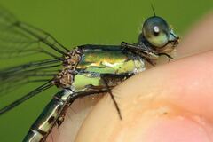 Chalcolestes viridis