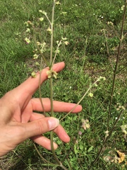 Mirabilis austrotexana