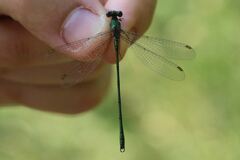 Chalcolestes viridis