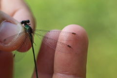 Chalcolestes viridis