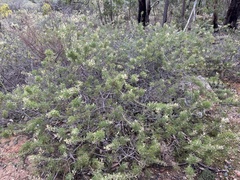 Hakea trifurcata