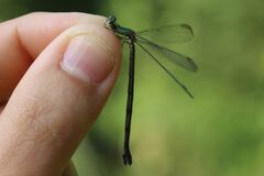 Chalcolestes parvidens