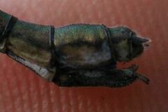 Chalcolestes parvidens