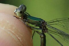 Chalcolestes parvidens