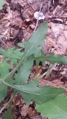 Aureolaria grandiflora