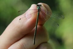 Chalcolestes parvidens