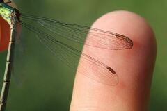 Chalcolestes parvidens