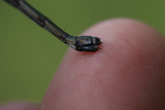 Chalcolestes parvidens