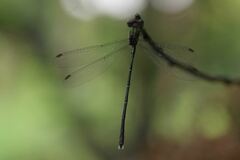 Chalcolestes parvidens