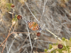 Vanessa altissima