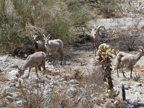 iNaturalist observation photo of Desert Bighorn Sheep