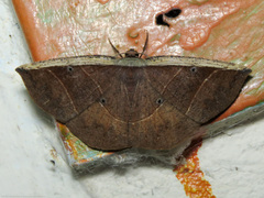 Cimicodes