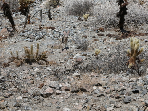 iNaturalist observation photo of Black-tailed Jackrabbit