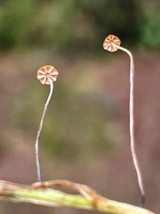 Marasmius curreyi