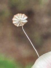 Marasmius curreyi