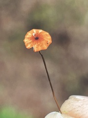 Marasmius curreyi