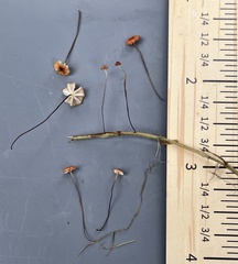 Marasmius curreyi