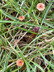 Marasmius curreyi