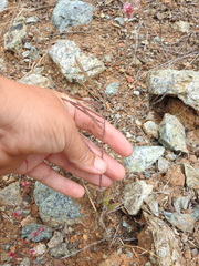Streptanthus glandulosus pulchellus