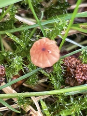 Marasmius curreyi