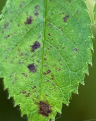 Diplocarpon