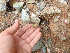 Streptanthus glandulosus pulchellus