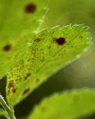 Diplocarpon