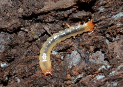 Dendroides ephemeroides