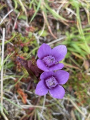 Gentianella campestris