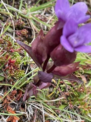 Gentianella campestris