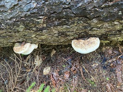 Laricifomes