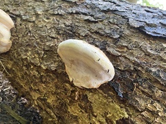 Laricifomes