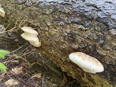 Laricifomes