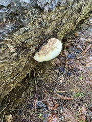 Laricifomes