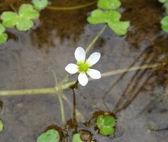 Ranunculus omiophyllus