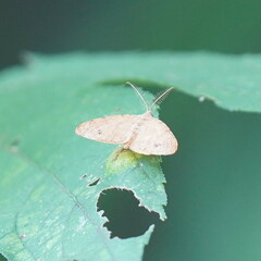 Mellilla xanthometata