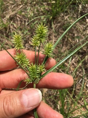 Cyperus retroflexus